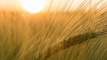 Close up picture of wheat Close up picture of wheat