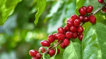 Red Cherry coffee beans on the branch of coffee plant before harvesting. Red Cherry coffee beans on the branch of coffee plant before harvesting.