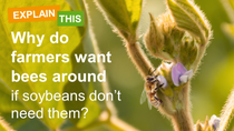 Why do farmers want bees around if soybeans dont need them?