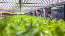 Team of biotechnology specialists observing racks of LED lit lettuce crops at vertical farming facility. Team of biotechnology specialists observing racks of LED lit lettuce crops at vertical farming facility.