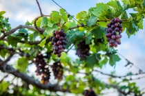 Fotografia del cultivo de vid en Chile