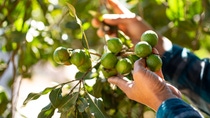 ้ืHand picking macadamia tree and its fruit In the garden.