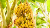 Maduración del cultivo de banano. Concepto agrícola de plantación de frutales en invernadero en Colombia. Maduración del cultivo de banano. Concepto agrícola de plantación de frutales en invernadero en Colombia.