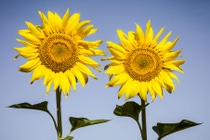 PY-Girasol-High_basf(5)