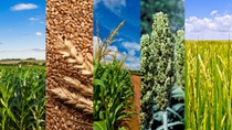 PY-soja-trigo-maíz-sorgo-arroz PY-soja-trigo-maíz-sorgo-arroz