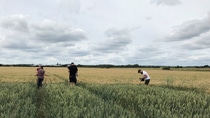 SORTED team interviewing Hannah Darbyon a wheat field SORTED team interviewing Hannah Darbyon a wheat field