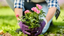gardening and people concept - woman planting rose flowers at summer garden