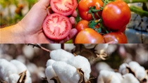 AR-Cultivo-tomate-algodon.jpg AR-Cultivo-tomate-algodon.jpg