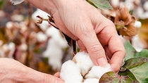 Farmer’s hands inspecting cotton boll Farmer’s hands inspecting cotton boll