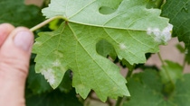 Closeup of vine grape leaf affected by Downy Mildew (Plasmopara vitikola), rear view; Shutterstock ID 588843197; purchase_order: ; job: ; client: ; other:  Closeup of vine grape leaf affected by Downy Mildew (Plasmopara vitikola), rear view; Shutterstock ID 588843197; purchase_order: ; job: ; client: ; other:
