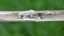 Stem rot Sclerotinia sclerotiorum oilseed rape stem sectioned to show sclerotia; Shutterstock ID 2005008797; purchase_order: -; job: -; client: -; other: -