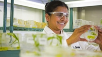 Aparna Sri Vanguri, Senior Associate Scientist in the transformation group, examines young transgenic corn plants that have been inoculated with Agrobacterium. Agrobacterium is a common soil bacterium that has developed an ability to transfer genetic material into plant cells. Corn cells that have been successfully transformed may carry the desired new trait, such as resistance to fungal pathogens or herbicides.
Print free of charge. Copyright by BASF. Aparna Sri Vanguri, Senior Associate Scientist in the transformation group, examines young transgenic corn plants that have been inoculated with Agrobacterium. Agrobacterium is a common soil bacterium that has developed an ability to transfer genetic material into plant cells. Corn cells that have been successfully transformed may carry the desired new trait, such as resistance to fungal pathogens or herbicides.
Print free of charge. Copyright by BASF.