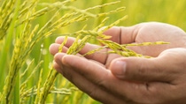 Farmer holding rice plant in hands