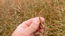 Farm worker checking up on development of canola crop pods in field.