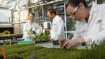 BASF Agricultural Solutions researchers in a greenhouse BASF Agricultural Solutions researchers in a greenhouse