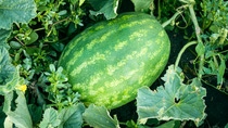 Striped watermelon grows on melons, in green grass. Ripe green striped watermelon ripens in a garden bed. Striped watermelon grows on melons, in green grass. Ripe green striped watermelon ripens in a garden bed.