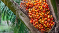 Palm fruit on the tree, tropical plant for bio diesel production