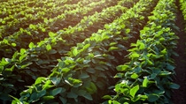 Rows of young soybean plants in a field
 Rows of young soybean plants in a field