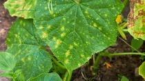 Cucumber leaves affected by downy mildew. Plant leaf disease. Cucumber disease. Peronosporosis. False powdery mildew. A dangerous disease of borage with powdery mildew - lat. From plasmopara viticola; Shutterstock ID 1957080958; purchase_order: -; job: -; client: -; other: - Cucumber leaves affected by downy mildew. Plant leaf disease. Cucumber disease. Peronosporosis. False powdery mildew. A dangerous disease of borage with powdery mildew - lat. From plasmopara viticola; Shutterstock ID 1957080958; purchase_order: -; job: -; client: -; other: -