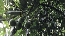 Fotografia del cultivo de aguacate en Mexico Fotografia del cultivo de aguacate en Mexico