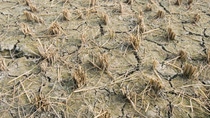 Dry field