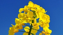 Close up of canola flowers against blue sky Close up of canola flowers against blue sky