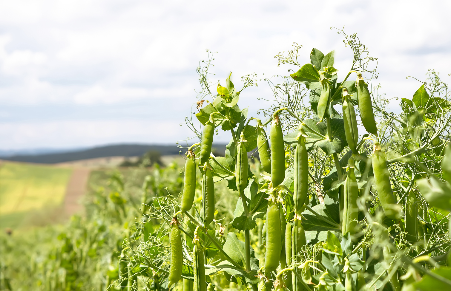 Fotografia del cultivo de raps en Chile