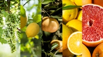 PY-vid-uva-citricos-limon-mandarina-naranja-pomelo PY-vid-uva-citricos-limon-mandarina-naranja-pomelo