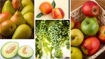 AR-Cultivo-manzana-pera-uva-durazno-melon.jpg AR-Cultivo-manzana-pera-uva-durazno-melon.jpg