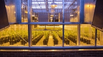 The Research Triangle Park (RTP), North Carolina, is one of BASF’s six major hubs for research and development in North America. It offers several laboratories and greenhouse space for diverse research and development projects like this greenhouse in which plants for the fungal resistant corn project are grown. The Research Triangle Park (RTP), North Carolina, is one of BASF’s six major hubs for research and development in North America. It offers several laboratories and greenhouse space for diverse research and development projects like this greenhouse in which plants for the fungal resistant corn project are grown.