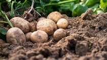 Fresh organic potatoes in the field,harvesting potatoes from soil.
; Shutterstock ID 1709691013; purchase_order:sans n° de bon de commande; job:; client:; other: Fresh organic potatoes in the field,harvesting potatoes from soil.
; Shutterstock ID 1709691013; purchase_order:sans n° de bon de commande; job:; client:; other: