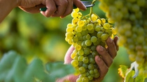 Close up of Worker's Hands Cutting White Grapes from vines during wine harvest in Italian Vineyard