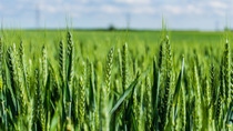 A Close Up Of Green Wheat Growing In A Field - Swaffham Prior, Cambridgeshire, England, UK (27 May 2017) A Close Up Of Green Wheat Growing In A Field - Swaffham Prior, Cambridgeshire, England, UK (27 May 2017)