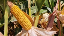 Corn hybrid from the Great Plain of Hungary; Shutterstock ID 1949302945; purchase_order: ; job: ; client: ; other: 
