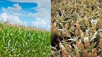 PY-maiz-sorgo PY-maiz-sorgo