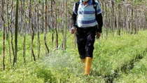 Farmer using a herbicide Farmer using a herbicide