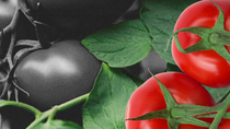 A photo of black and red tomatoes