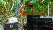Vitalion cherry tomatoes growing in a greenhouse
