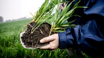 Farmer shows soil in which grain grows