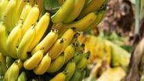 Bananas en racimo Bananas en racimo