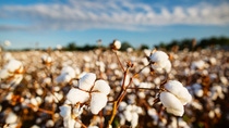 Cotton field of cotton plants reading to be harvested in Northern Louisiana. Cotton field of cotton plants reading to be harvested in Northern Louisiana.