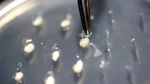 Close-up of rice samples in a petri dish used for research