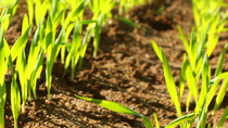 Cultivo de trigo