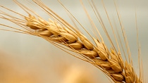 Close up of wheat ear in wheat field Close up of wheat ear in wheat field