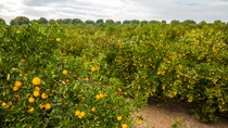 imagen de una plantación de maíz en méxico imagen de una plantación de maíz en méxico
