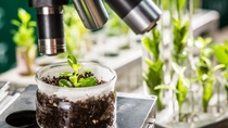 A young plant sits under a microscope. A young plant sits under a microscope.