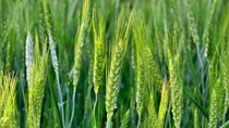 The green ears of cereal crops in the field .; Shutterstock ID 605733239; purchase_order: -; job: -; client: -; other: - The green ears of cereal crops in the field .; Shutterstock ID 605733239; purchase_order: -; job: -; client: -; other: -