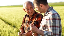 Dos agricultores en un campo examinando la cosecha de trigo. Dos agricultores en un campo examinando la cosecha de trigo.