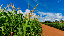 Close na plantação de milho BASF Brasil Close na plantação de milho BASF Brasil