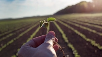 Close up of worker's hand holding young seedling in soybean field; Shutterstock ID 1377549665; job:Johanna Schmitz; client:AP/KI; other:20738205